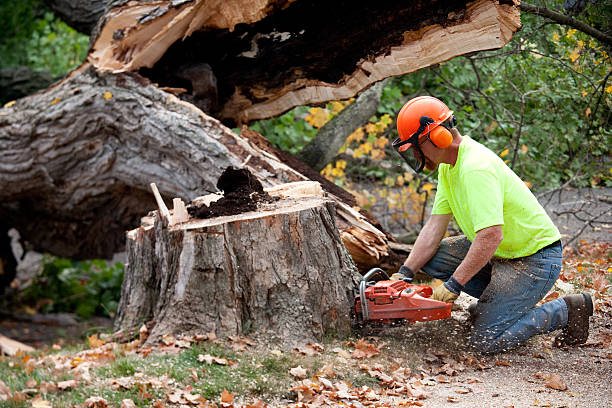 Organic Lawn Care Solutions in Boulder Creek, CA